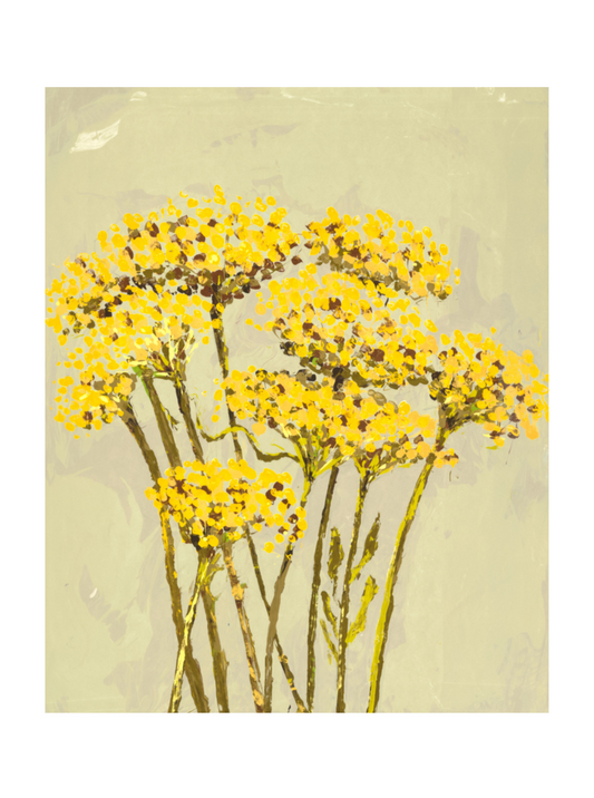 Achillea (Giclée Print)