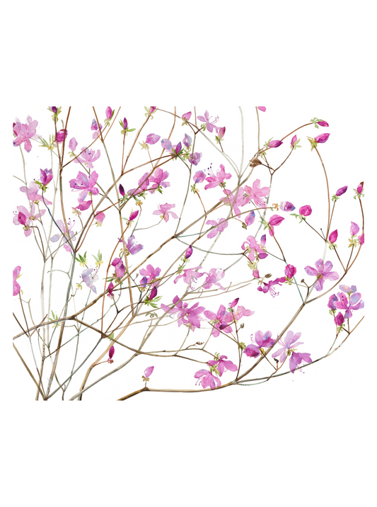 Azaleas (Giclée Print)