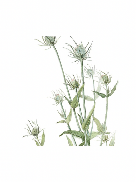 Wild Teasel (Giclée Print)
