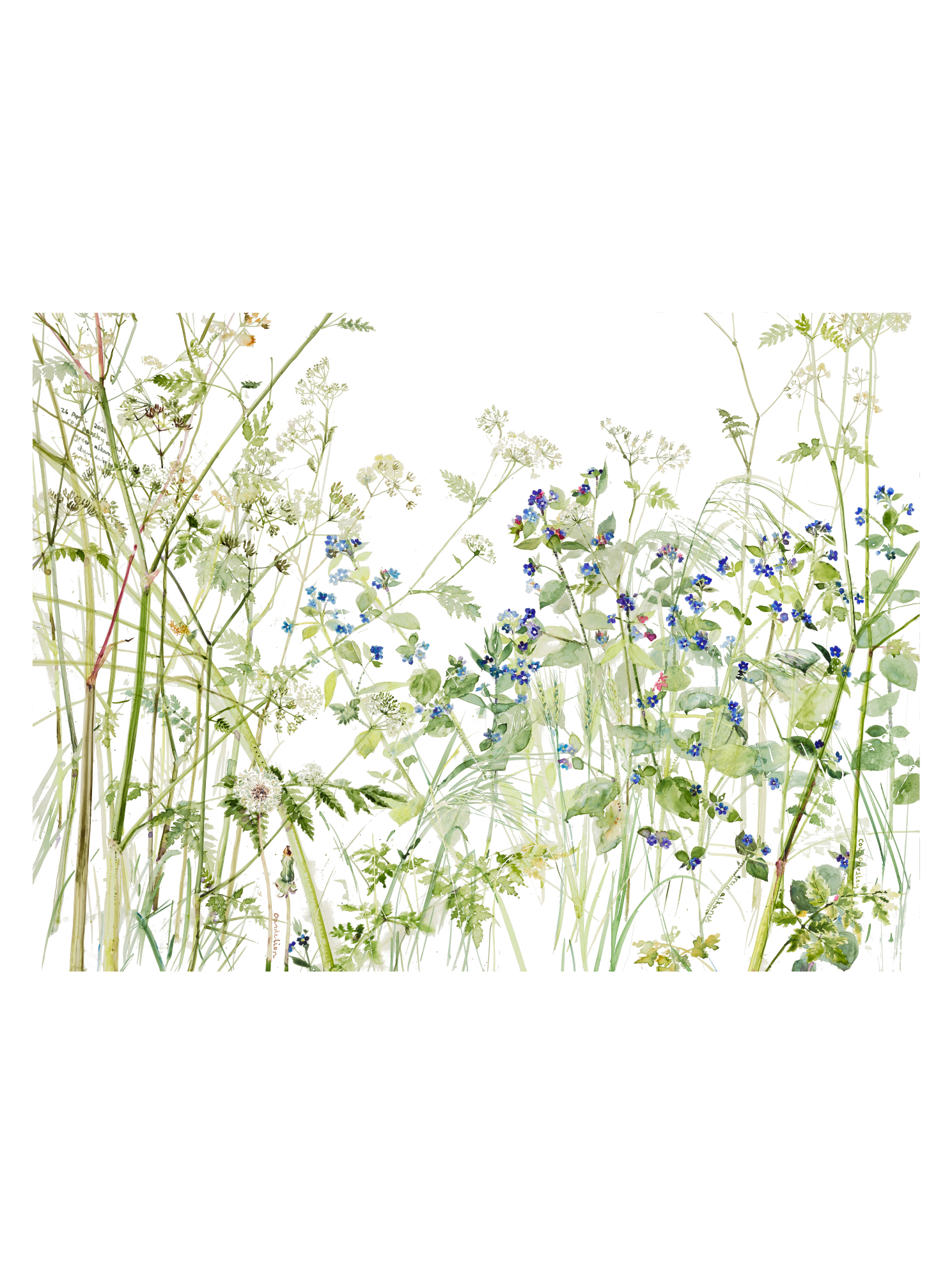 Cow Parsley and Green Alkanet