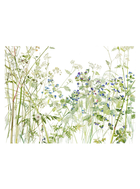 Cow Parsley and Green Alkanet (Giclée Print)