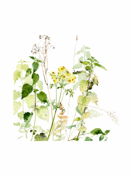 Nettles and Ragwort (Giclée Print)