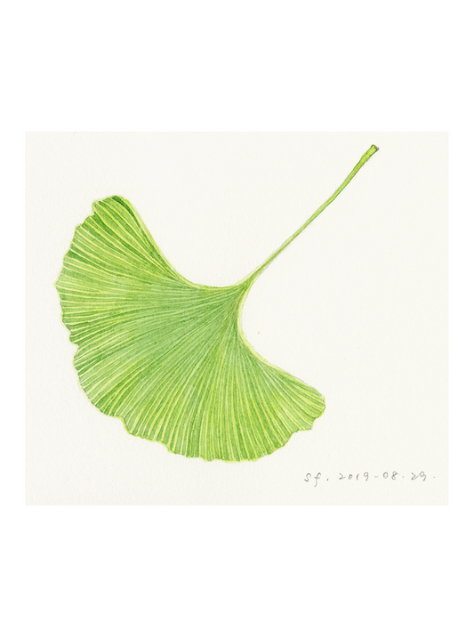 Ginkgo Leaf