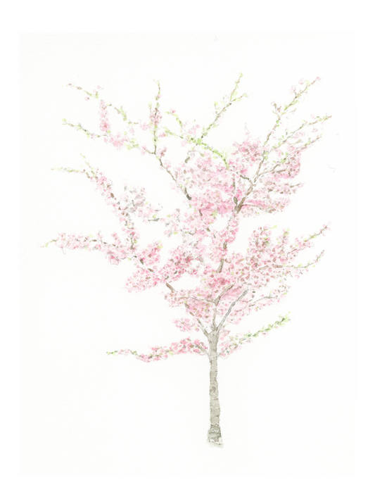 Yoshino Cherry Blossom, Kew Gardens