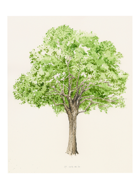 Tree 46, Green Lanes - N4 2EX