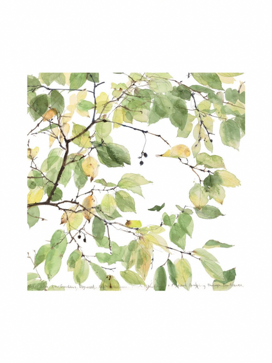 Canopy Of Dogwood Tree (Giclée Print)