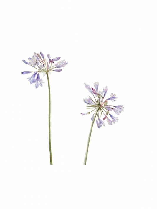 Agapanthus (Giclée Print)