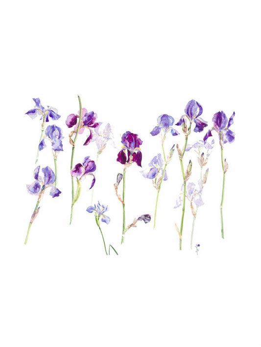 Iris (Giclée Print)