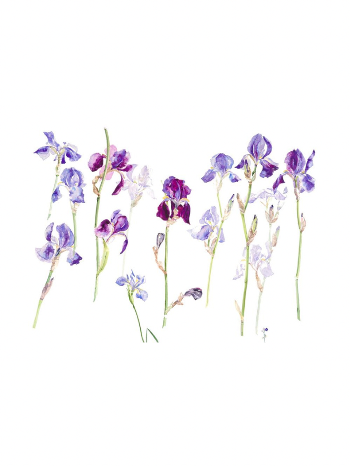 Iris