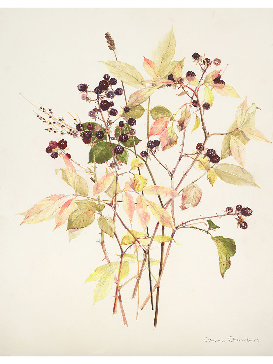 Autumn Came Early, Blackberries (Giclée Print)