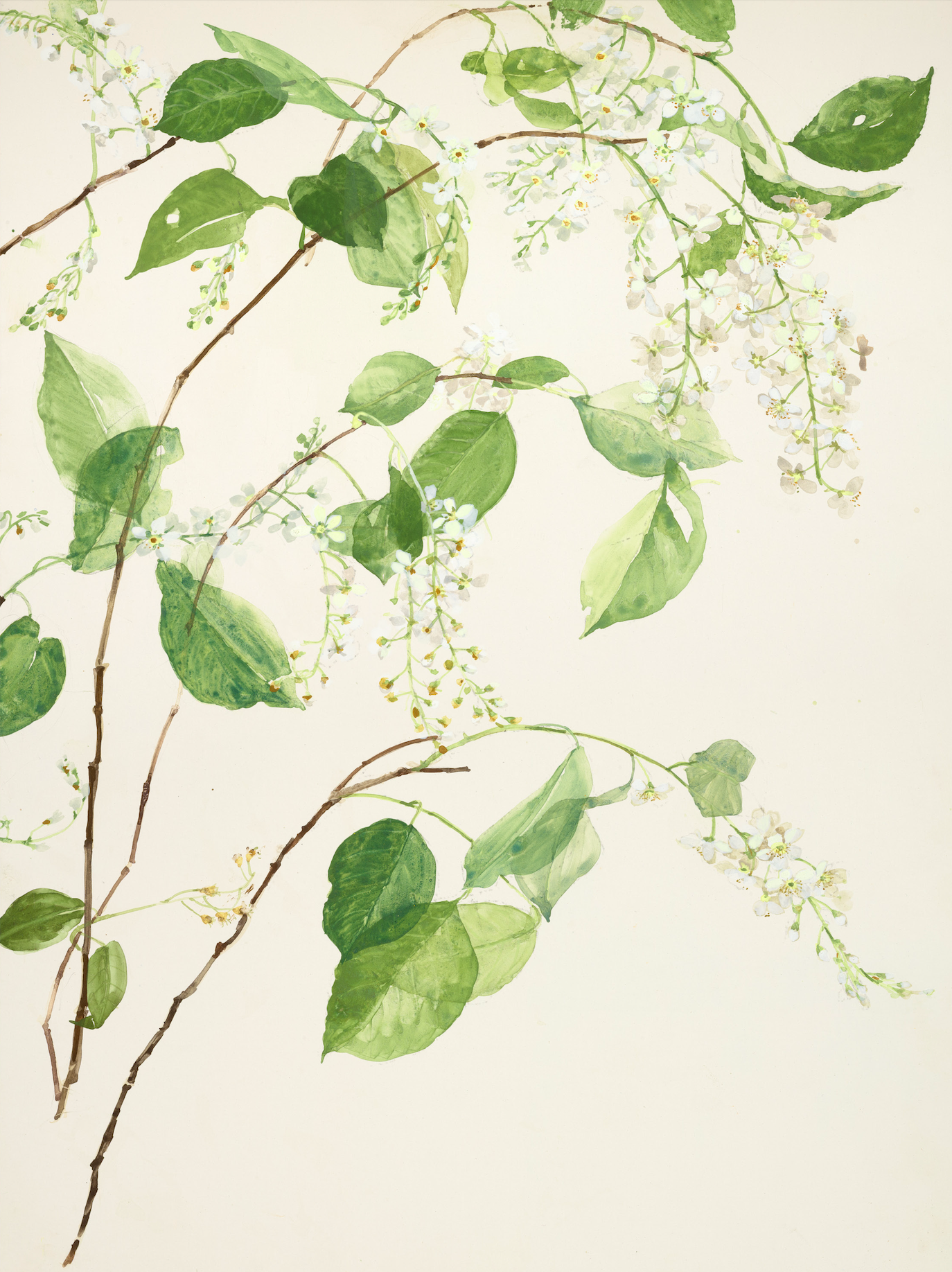 Bird blossom III