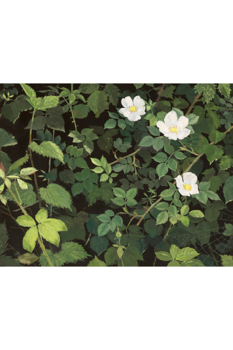 Dog Rose and a Cobweb