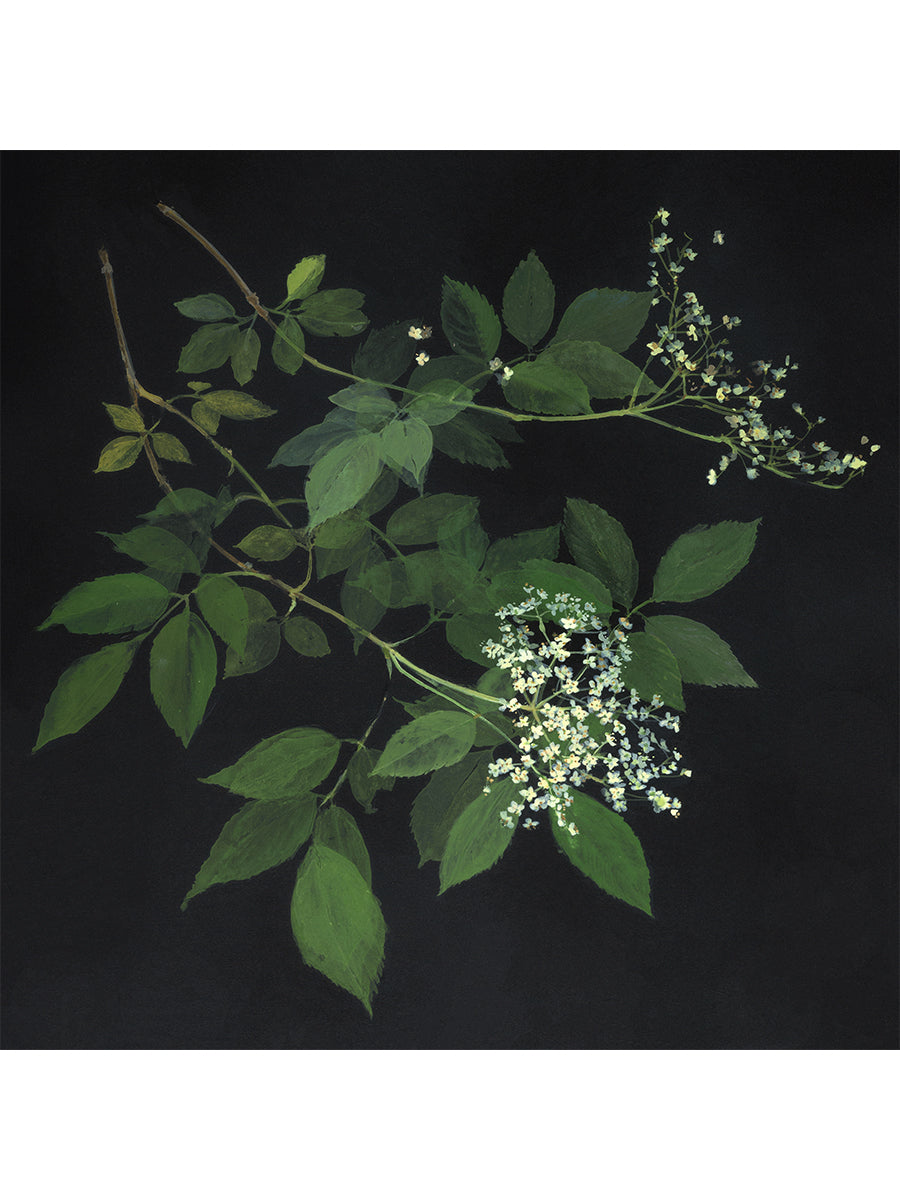 Early Summer Study, Elderflower (Giclée Print)