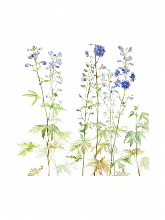 Delphinium (Giclée Print)