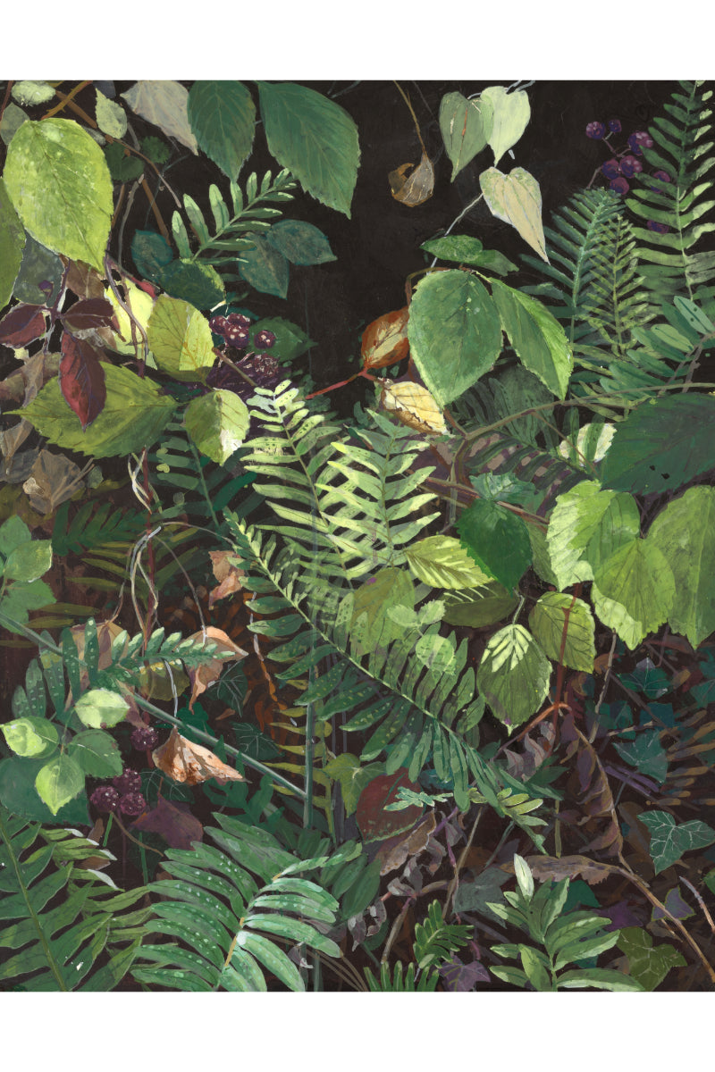 Ferns and Brambles
