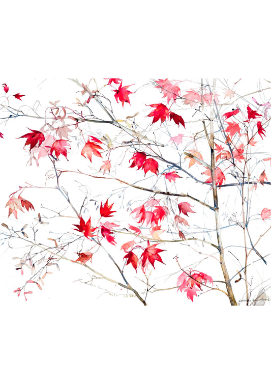 Acer (Giclée Print)