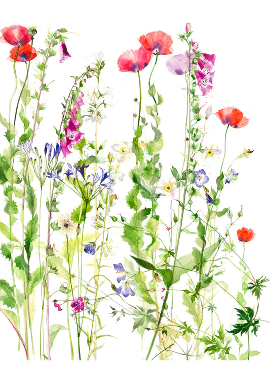 Poppies in June (Giclée Print)