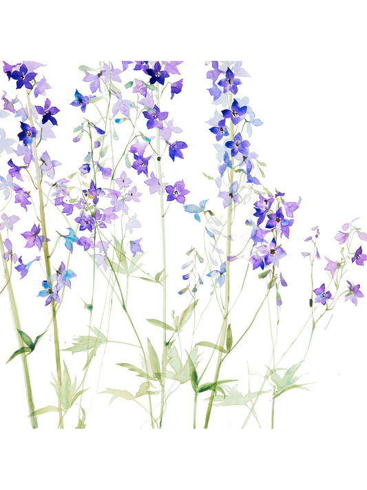 Delphiniums II