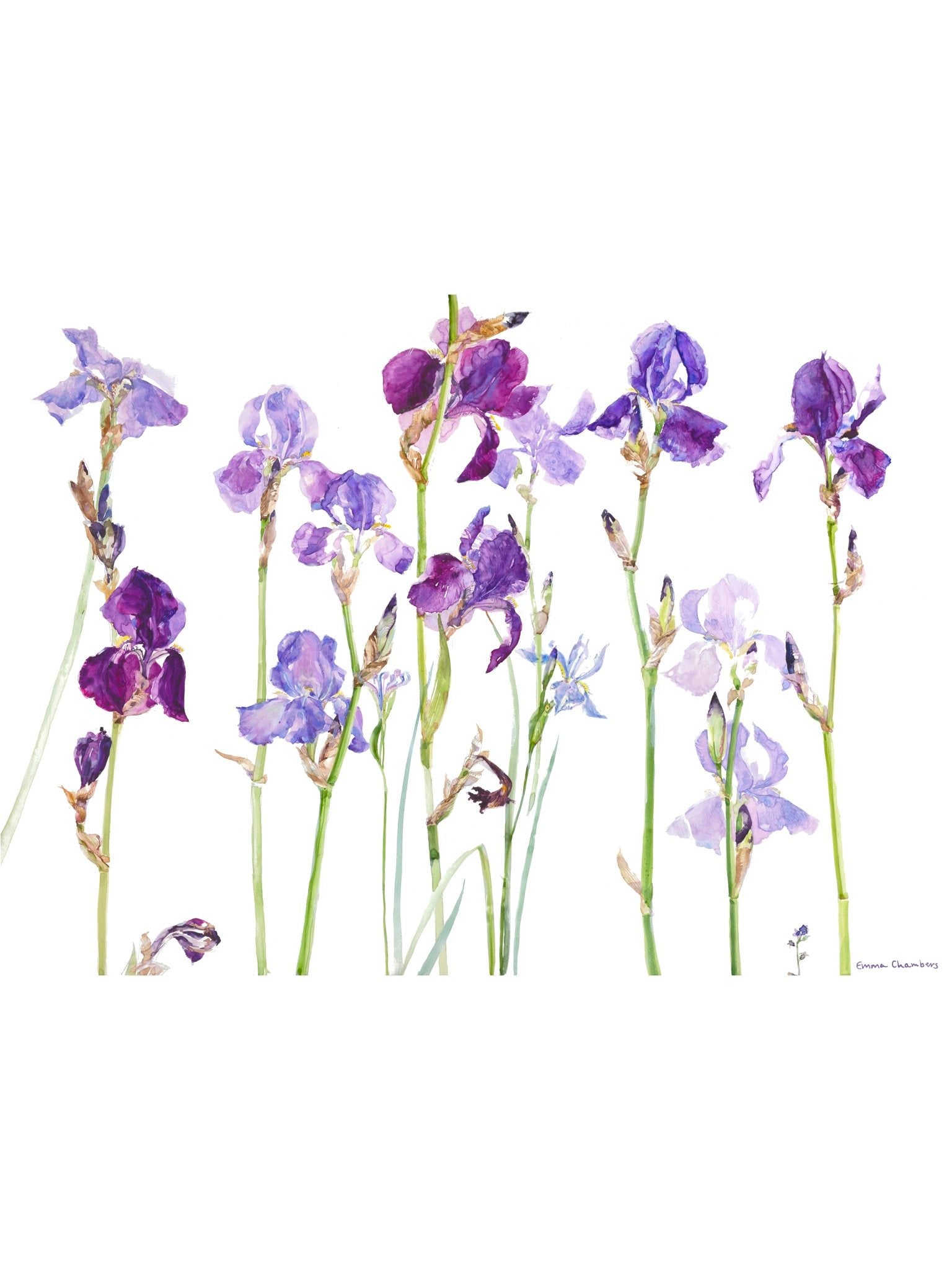 Iris II