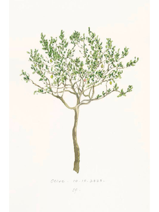 Olive Tree