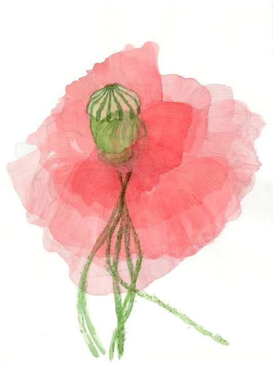 Dance-around Poppy 01, Wakehurst