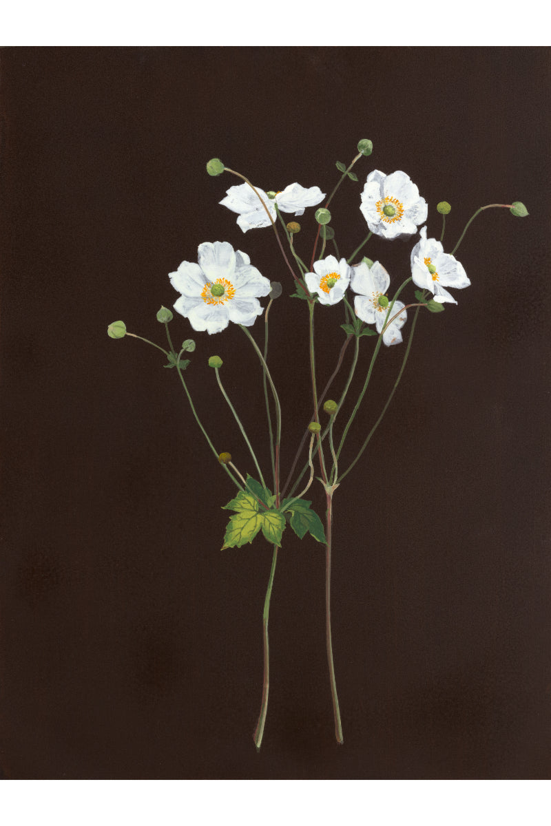 Japanese Anenome II
