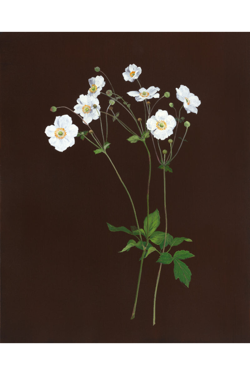 Japanese Anenome
