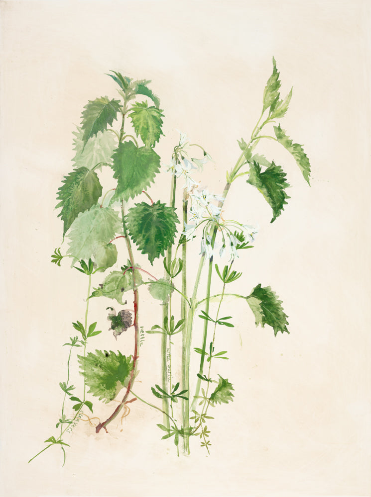Spring Study, Nettles