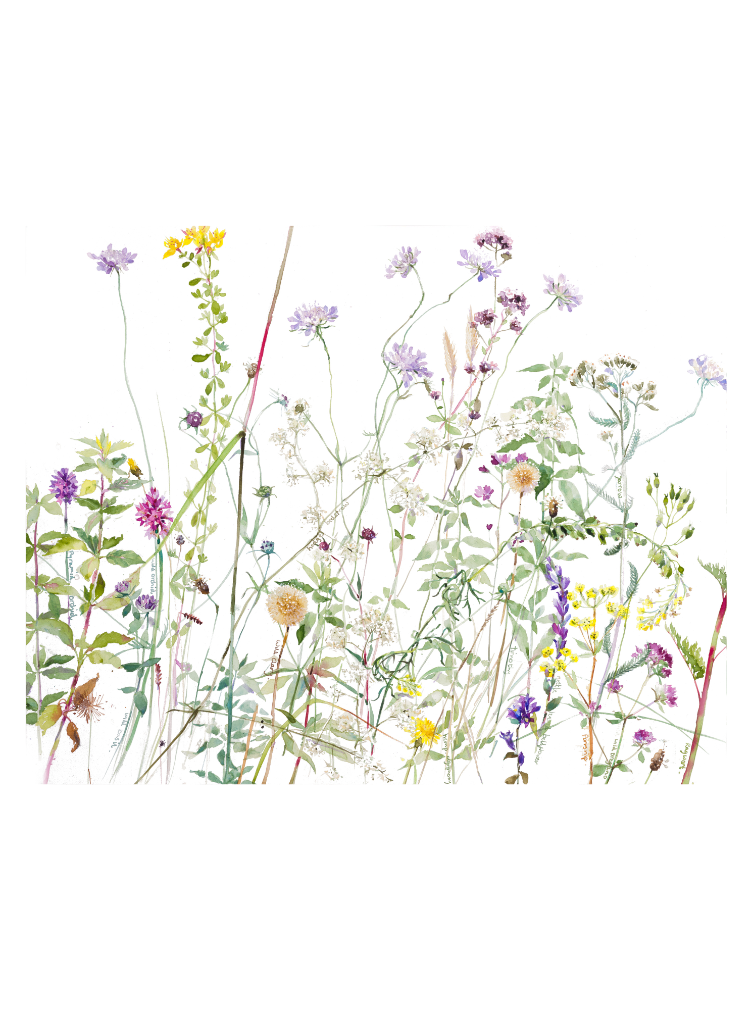 Meadows