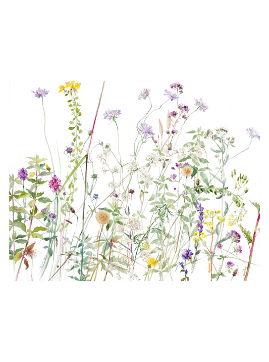 Meadows (Giclée Print)