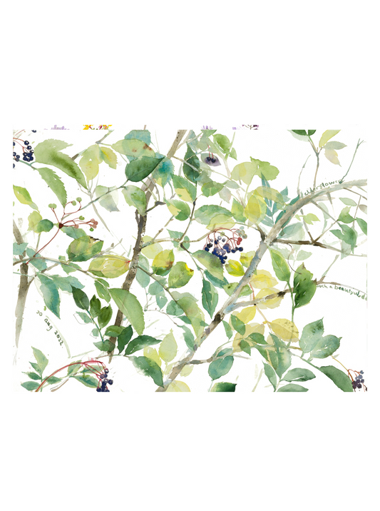 Elderflowers (Giclée Print)