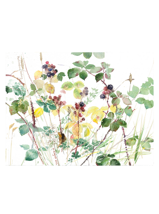 Blackberries (Giclée Print)