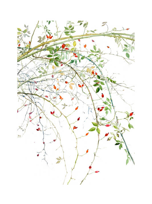 Rosehips (Giclée Print)