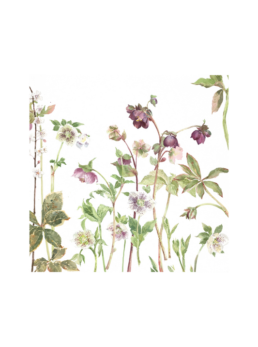 Helebores (Giclée Print)