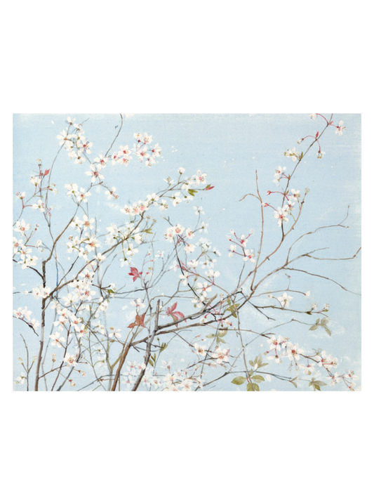 Plum Blossom, Blue Sky (Giclée Print)