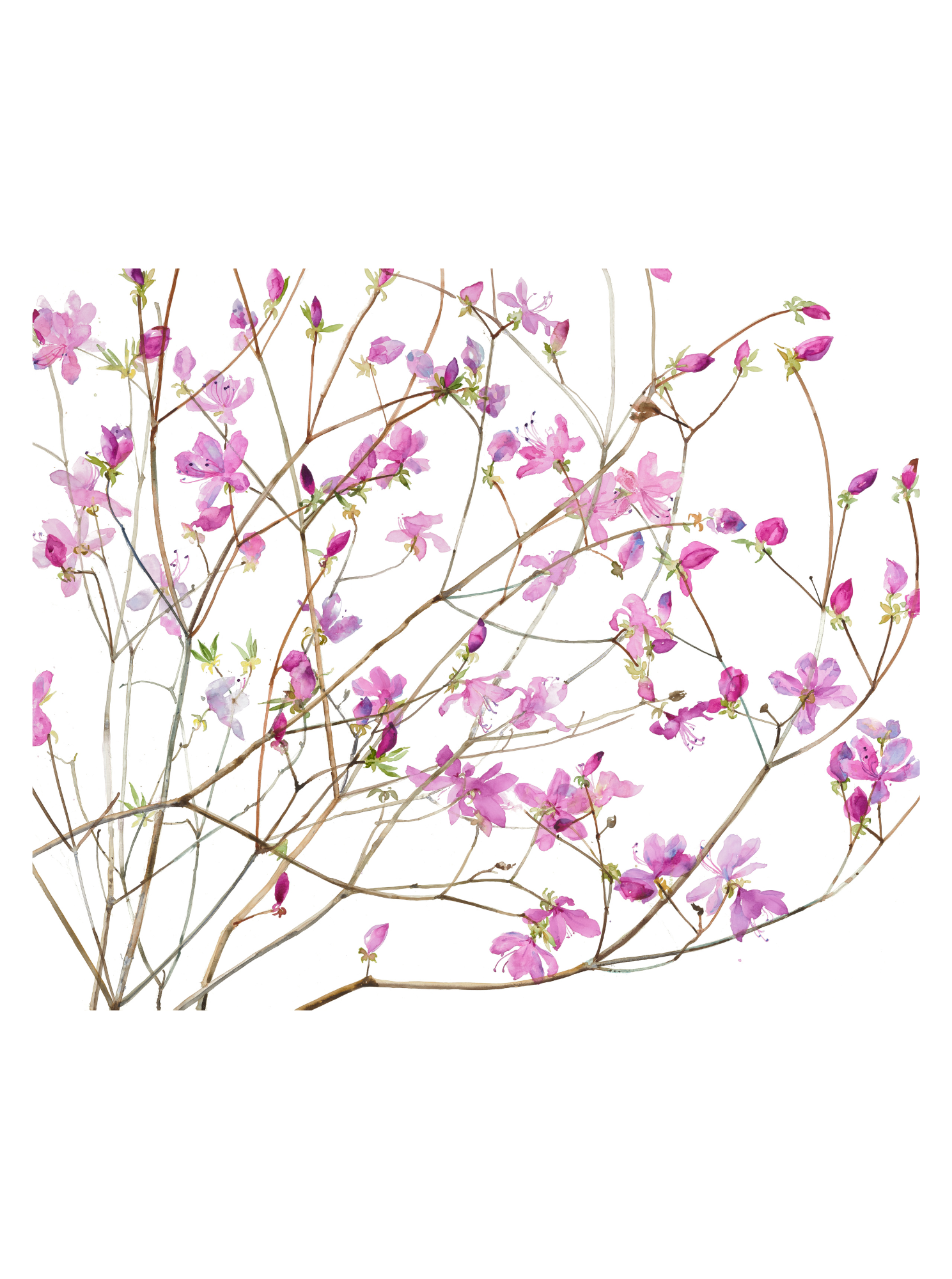 Azaleas