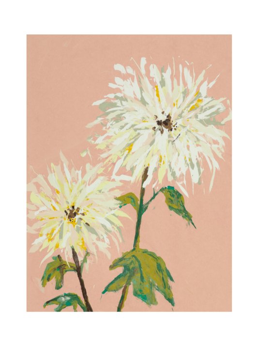 Chrysanthemum 4
