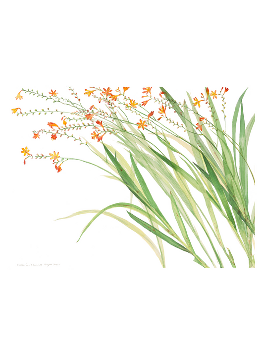 Cornish Crocosmia