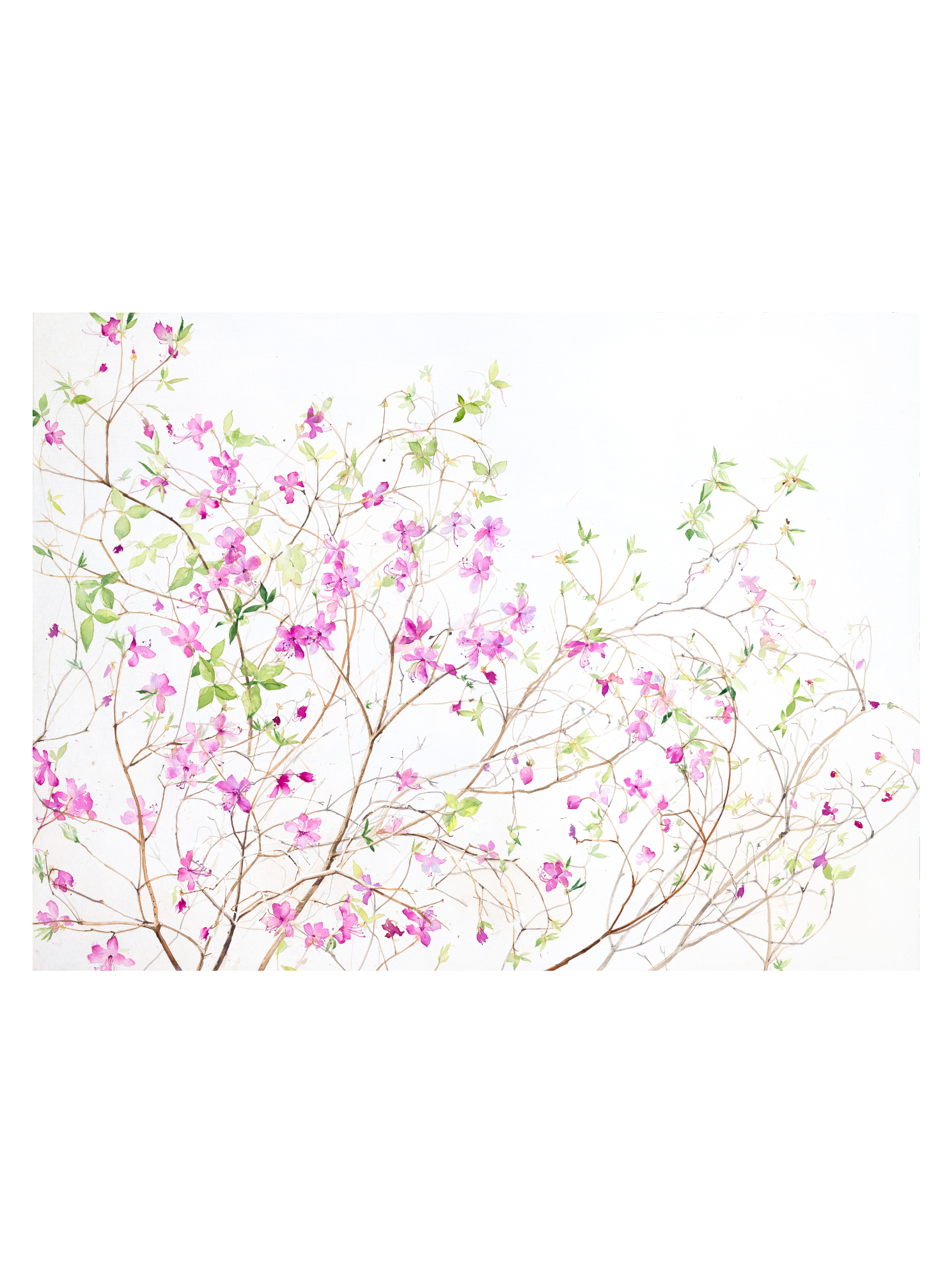 A Tangle of Azaleas