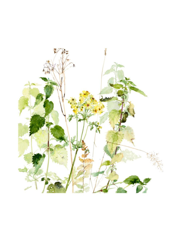 Nettles and Ragwort