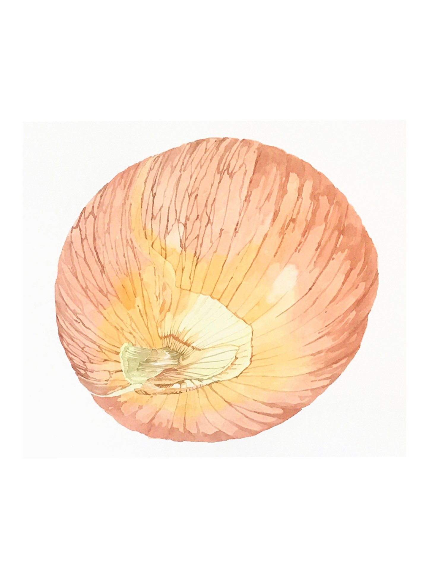 Large Onion 02
