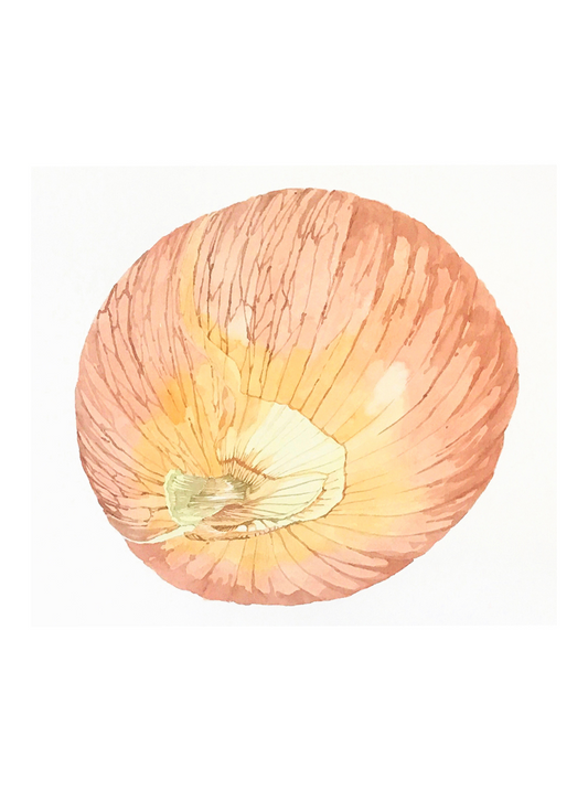 Large Onion 02