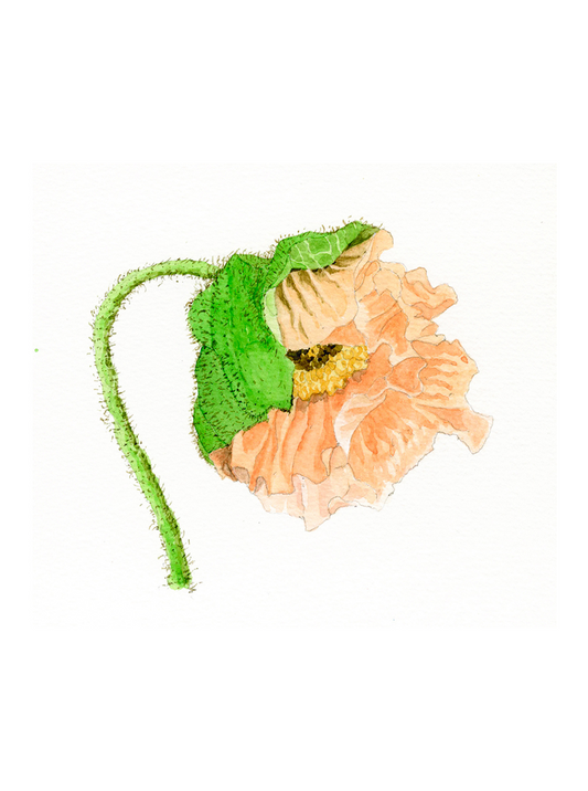 Icelandic Poppy