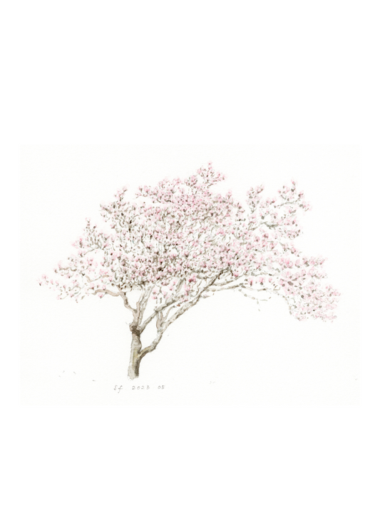 Magnolia, Brockwell Park