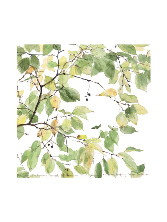 Canopy Of Dogwood Tree