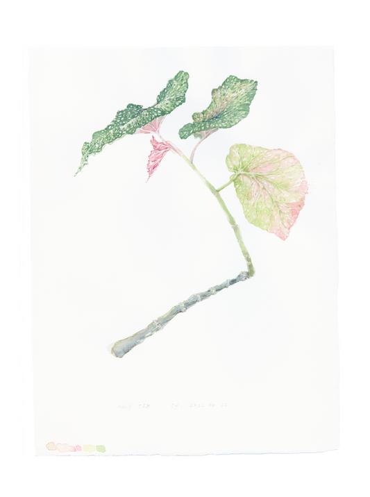 Freud's Begonia, Hampstead