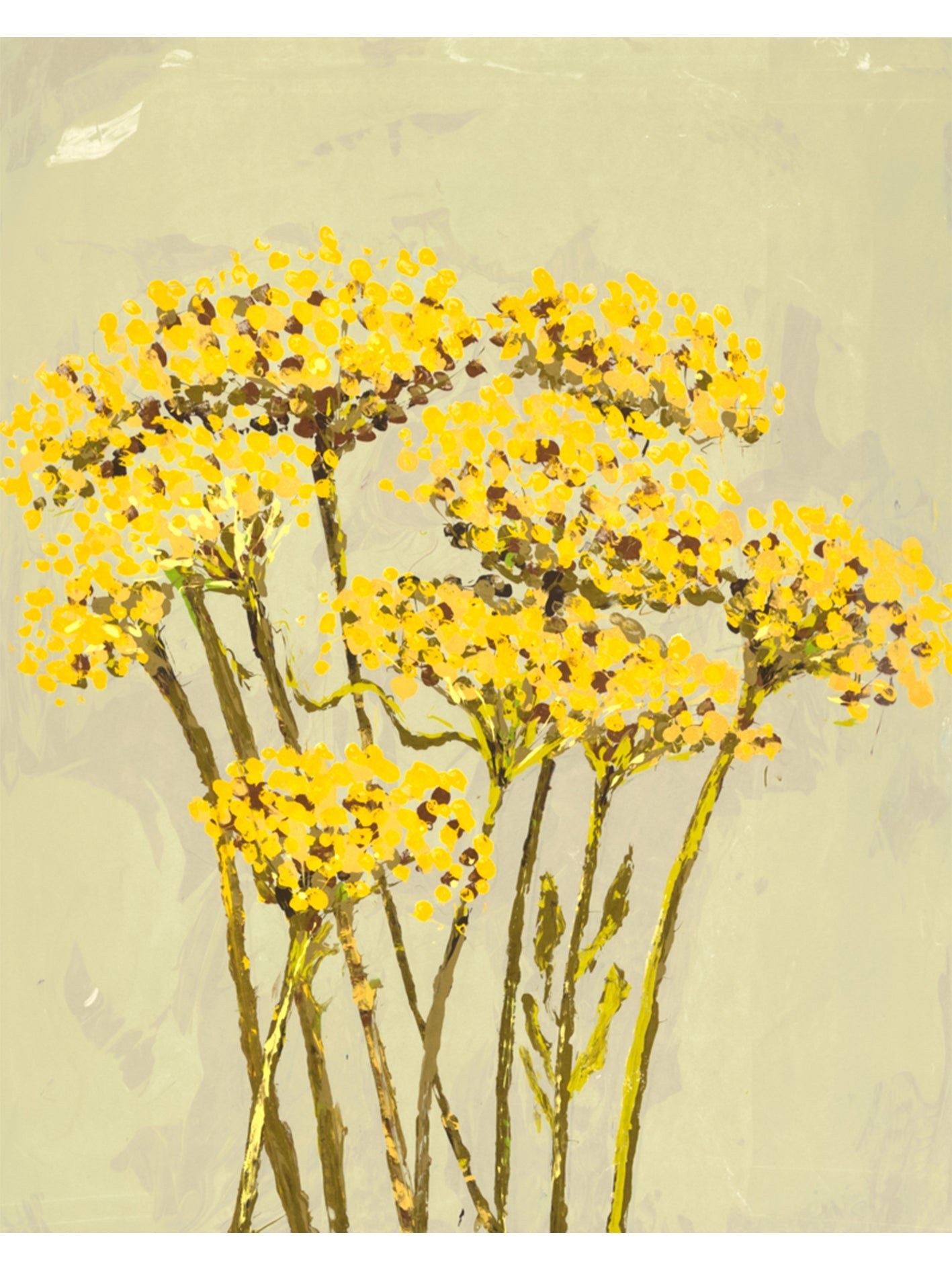 Achillea