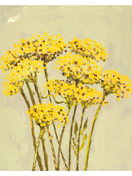 Achillea
