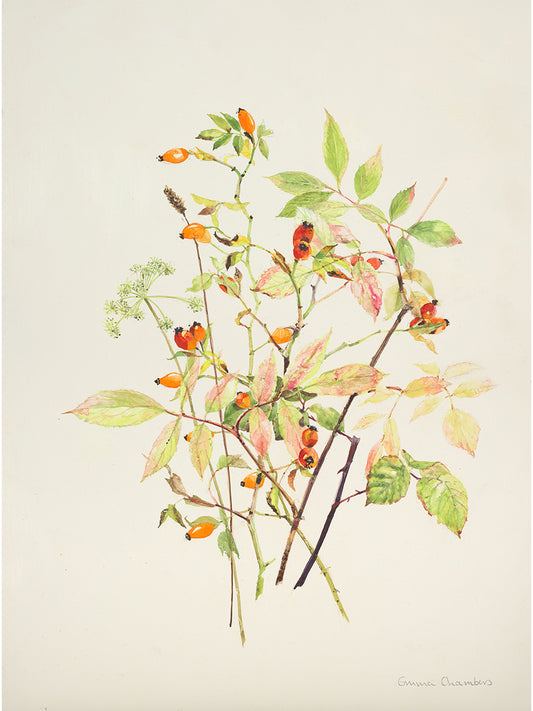 Autumn Came Early, Rosehip (Giclée Print)