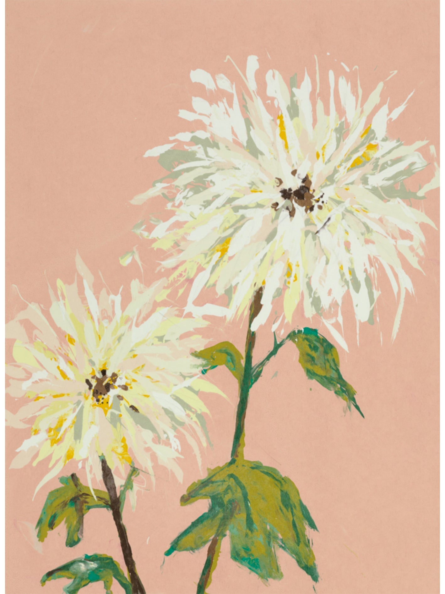 Chrysanthemum 4